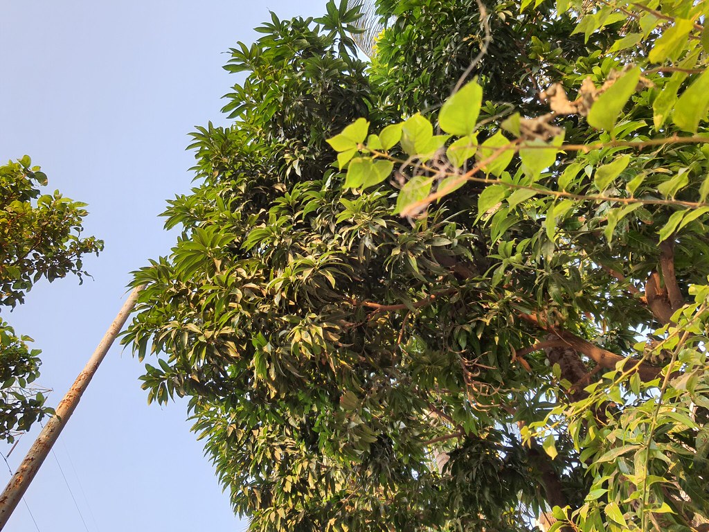  Samsung Galaxy توجه داشته باشید 10 عکس روز روشن Lite 