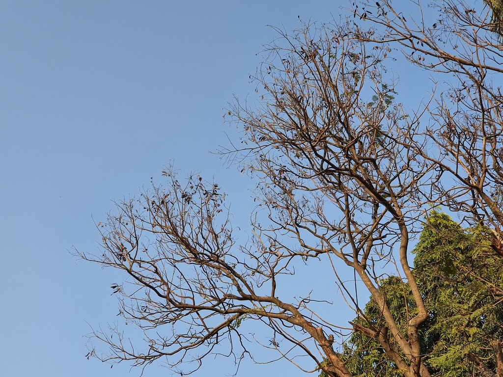 Samsung Galaxy Note 10 Lite telephoto camera photos