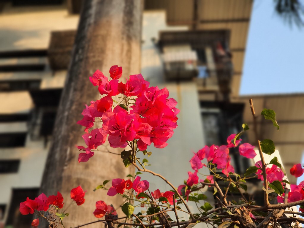  Samsung Galaxy Note 10 Lite Live Focus photos 